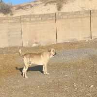 سگ گمشده