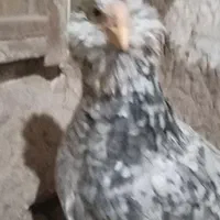 تخم نطفه دار گلین طوسی فول وجوجه یک روزه