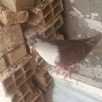 سده سرخ کاکولی