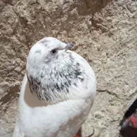 کبوتر|پرنده|ساروق, |دیوار