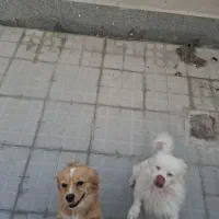 سگ پاکوتاه(نروماده)