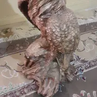 مجسمه عقاب|مجسمه، تندیس، ماکت|بجنورد, |دیوار