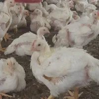 احتیاج به نیرو برای شستشو مرغداری