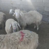 قوچ|حیوانات مزرعه|بجنورد, |دیوار