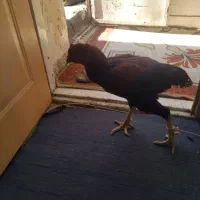 خروس لاری|حیوانات مزرعه|قم, لسانی|دیوار