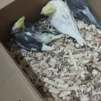 جوجه عروس هلندی و مولد|پرنده|مشهد, گلبرگ|دیوار