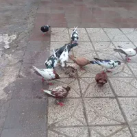 یک جفت کبوتر زرد کاکل نر و سرخ ماده و کبوتر پلنگ