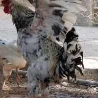 فروشی|حیوانات مزرعه|جم, |دیوار