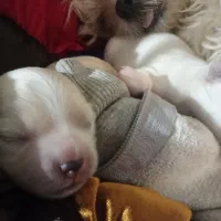 سگ تریر واگذاری|سگ|ارومیه, |دیوار