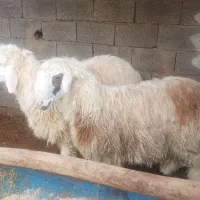 بره کهره بز میش