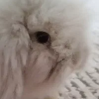 خرگوش لوپ 40 روزه