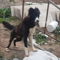 سگ قدرجونی ماده