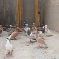 کبوتر هفرمگ رنگی|پرنده|دشتابی, |دیوار