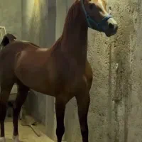 نریان اصیل عرب ۵ساله آرام و سواری دار.