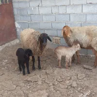 میش بره دار شیشک|حیوانات مزرعه|بجنورد, |دیوار