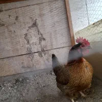 مرغ رسمی تخم کن