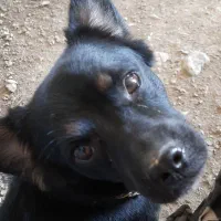 سگ‌گم شده|حیوانات|دورود, |دیوار