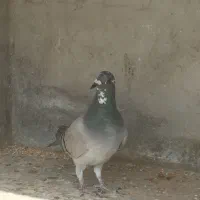 کبوتر قره پلاکی دوخط