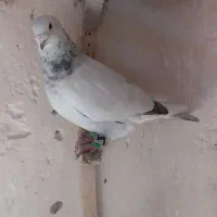 کفتر کبوتر|حیوانات|مشهد, چهارچشمه|دیوار