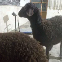 بره سرخ تل جمل