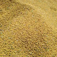 بذر یونجه محلی