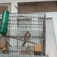 سهره|پرنده|شیراز, تندگویان|دیوار