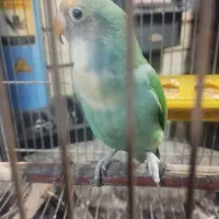 طوطی برزیلی ماده|پرنده|کرج, عظیمیه|دیوار