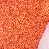 بذر گندم ابی گواهی شده سالار