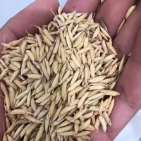 تخم جو هاشمی اعلا ۲۵۰ تومن