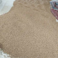 نخود آبگوشتی دانه درشت زودپز