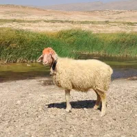 میش اصل ترکی|حیوانات مزرعه|شیراز, حومه شیراز|دیوار