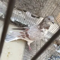 کبوتر پیس|پرنده|اصفهان, گورت|دیوار