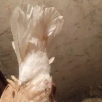 زرد دم سفیدماده|پرنده|دوگنبدان, |دیوار