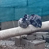 تخم مرغ گلین طوسی اصیل|حیوانات مزرعه|رضوانشهر, |دیوار