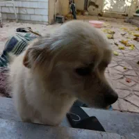 سگ پاکوتا احلی نر