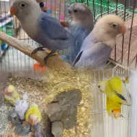 جوجه کوتوله سرلاکی