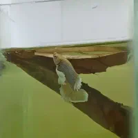 آموزش نگهداری ،پرورش و کسب درآمد از ماهی