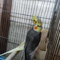 عروس هلندی نر و ماده