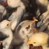 جوجه گلین لوری اصیل ریشو|حیوانات مزرعه|رباطکریم, رباطکریم|دیوار