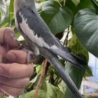گمشده در ابوذر