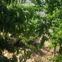 باغ-ویلا-1000متری-کلاکوب-گوهرهشتم