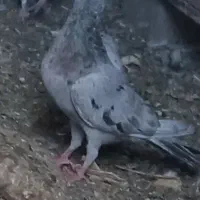 کبوتر|پرنده|عجب شیر, |دیوار