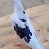 کبوتربازان|پرنده|فومن, |دیوار