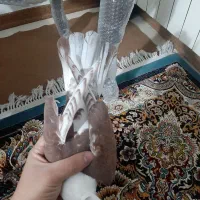 کبوتر رنگی مخمل کله سفید|پرنده|لنجان, |دیوار