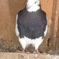 پرنده|پرنده|بهبهان, |دیوار