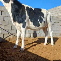 گاو گوساله|حیوانات مزرعه|اسفراین, |دیوار