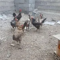 مرغ و خروس|پرنده|خمینی‌شهر, |دیوار