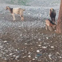 س بز و ۴بیگ|حیوانات مزرعه|دزفول, |دیوار