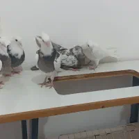 8عدد کبوتر جوجه|پرنده|کبودرآهنگ, |دیوار