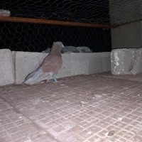 طوقی فروشی گرفتنی